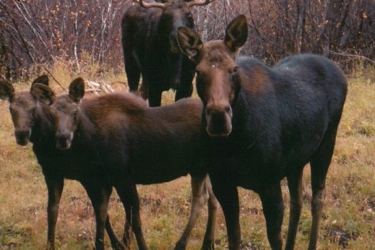 Moose Family